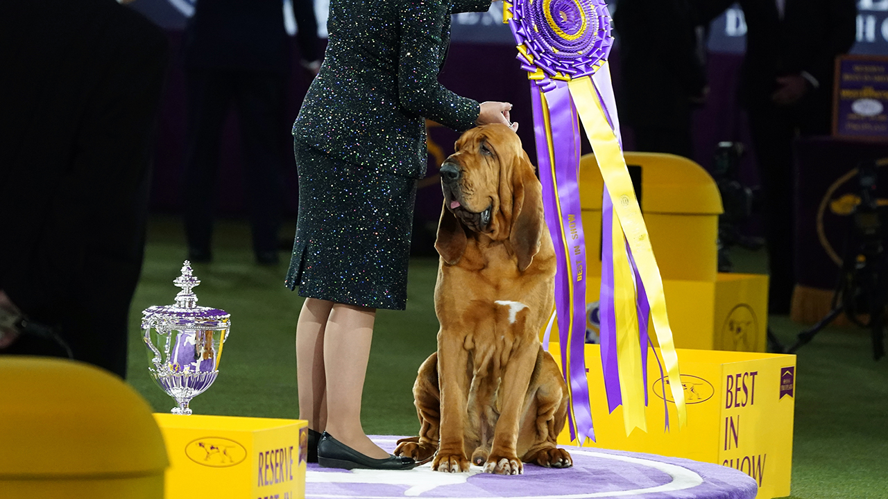 bloodhound-named-trumpet-claims-top-prize-at-westminster-kennel-club-dog-show